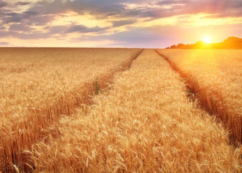 Tecnología: NioCorp secures agreements with Nebraska landowners for Elk Creek