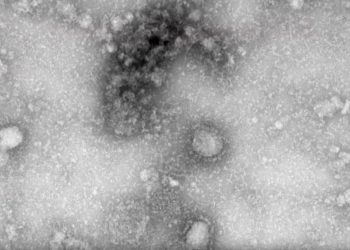 Copper price and coronavirus: “Black swan like no other”