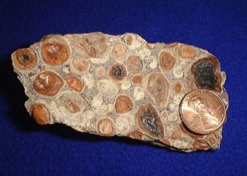 Tecnología: Rio Tinto awards Gove mine rehabilitation contract to Southern Cross