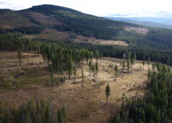 Westhaven cuts more high grades at Shovelnose