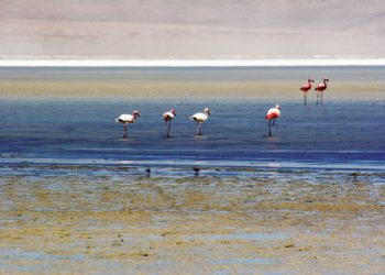 Chile: Situación del salario de Atacama complicaría la aprobación de nuevos proyectos en esa cuenca