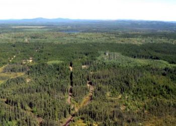 Puercoespín Moneta crece Windjammer Sur