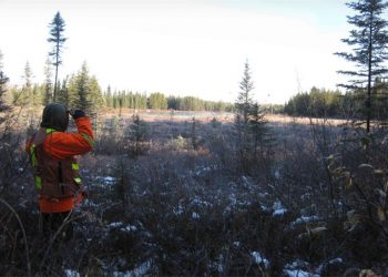 Sunday Lake regresa alta calificación para Impala, Transición