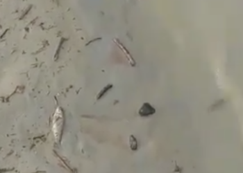 Ecuador reports tailings dam breach in Azuay province