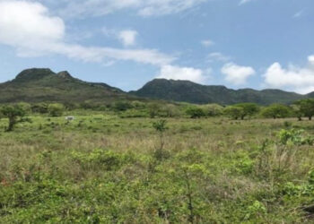 Caballo blanco de Candelaria mining