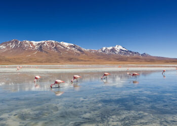 Chile iniciará arbitraje contra Albemarle