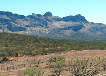 Sonoro gold proyecto cerro caliche