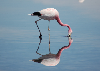 Minería de litio, cambio climático impactando poblaciones de flamencos en Chile