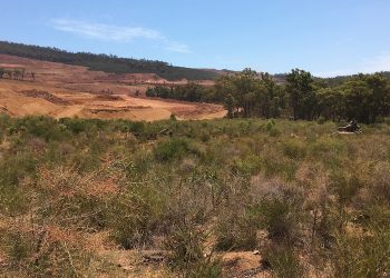 Las bacterias del suelo revelan que se tarda unos 40 años en rehabilitar antiguos sitios mineros