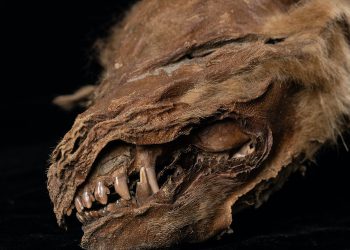 Desde cachorros ancestrales hasta barcos de guerra: los mineros encuentran más que solo minerales