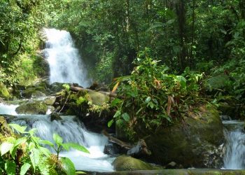 Las actividades de exploración de Cornerstone Capital en el bosque ecuatoriano se paralizan por sentencia de la Corte Constitucional