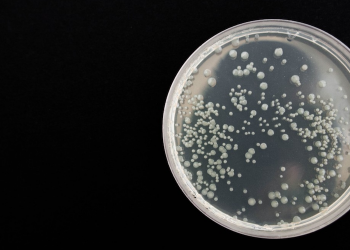 Los científicos quieren diseñar bacterias para la sostenibilidad de la minería de tierras raras