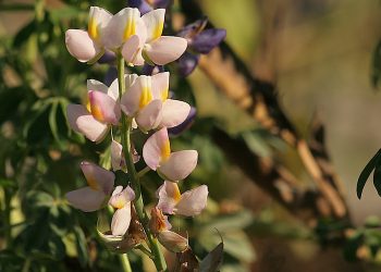 El cultivo de leguminosas podría ayudar a las estrategias de remediación de suelos de los mineros: estudio