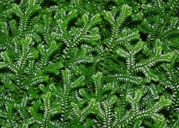 La vegetación primitiva desempeñó un papel clave en la composición de las rocas continentales de la Tierra