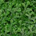 La vegetación primitiva desempeñó un papel clave en la composición de las rocas continentales de la Tierra