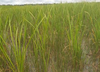 Totora del Sur altamente efectiva para la rehabilitación de áreas afectadas por relaves de minas de hierro