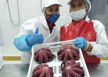 Chile: Planta Punta Frodden de Caldera logra Certificación para exportar sus productos