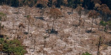 Abrir áreas protegidas en la Amazonía a la minería puede conducir a pérdidas masivas de bosques