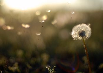 La cosechadora de viento aprovecha la energía de las brisas ligeras