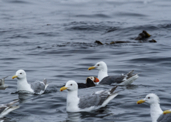 El gobierno canadiense demandado por grupos ambientalistas por 20 permisos «durmientes» de petróleo y gas