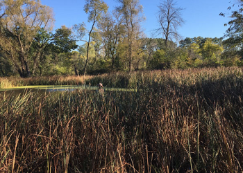 Alimentar con cobre a los microbios puede ayudar a reducir las emisiones de GEI