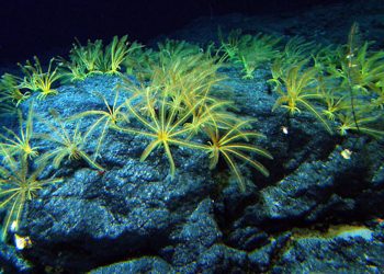 La UE refuerza su posición contra la minería en aguas profundas