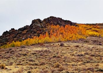 Orla Mining se expande a Nevada con la adquisición de Gold Standard Ventures por $187 millones