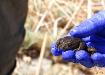 Chile: Fórmula SMA cargas a empresa minera Centinela por daño ambiental