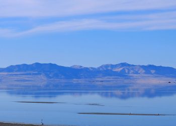 Grandes plantas de Salt Lake, los insectos absorben metales tóxicos de las minas y refinerías circundantes