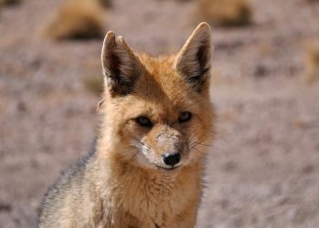 Zorros se suman a dolores de cabeza de Gold Fields en Chile