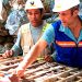 Condor Gold dice que La India está “lista para la construcción”