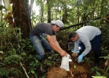 Perú: «¡Revolucionario! Ingemmet lanzará en el 2024 la primicia mundial: ¡La línea base geoquímica de suelos del Perú!»