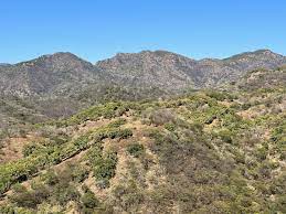 México: ¡Descubre el Tesoro de Eden con los Resultados Estelares de Centenario Gold!