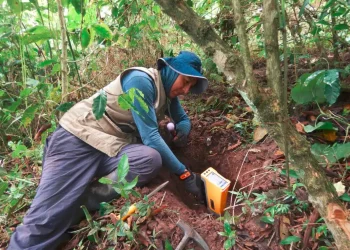 Perú: Hannan Metals en la Búsqueda del Tesoro: Desvelando Rutas de Exploración en el Mundo de los Metales