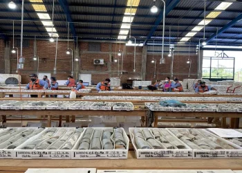 México: Vizsla Silver Descubre Nuevas Joyas en Copala Plata y Oro de Alta Ley