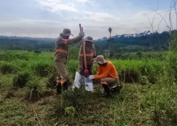 Brasil: São Jorge Oro en Expansión