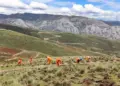 Perú: La Oroya: ¡Remediación a Marcha Forzada!