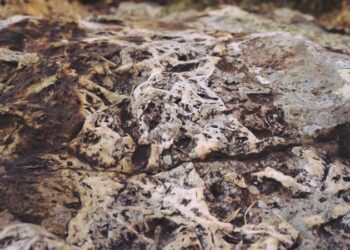 México: Roberto Resources Adquiere Claudia